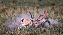 Private 5 Days Mount Kenya, Lake Nakuru & Masai Mara Wildlife Safari 