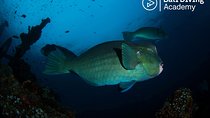 Day Trip Snorkeling in Tulamben - Explore Liberty Wreck (pick up in South Bali)