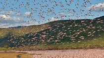 2 Days Lake Elementaita National park Safari 