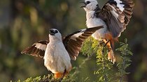 4 Days Private Migration Midrange Safari
