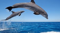 Dolphin Tour - Waterfall - Wanagiri Hill - Temple on the Lake - Free WiFi
