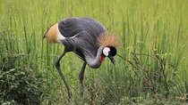 3 Days Masai Mara Wildlife private safari - Mid range budget