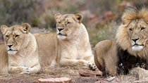 Game drive Day Tour