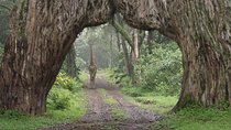 Day Trip To Arusha National Park
