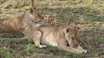 Chobe Day Trip