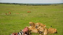7 Days Lewa Conservancy & Maasai Mara Luxury Safari