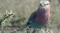 8 Days Bird Watching Safari