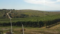 Vineyards and wine tasting experience