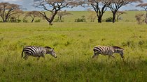 9 days Kenya Tanzania Safari