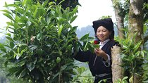 Immerse yourself in the authentic live of Dao Tien people 2D1N