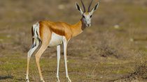 3 Days Etosha Wildlife- Namibia (lodging)