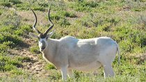 Discovery of the Souss Massa Animal Park in 4x4