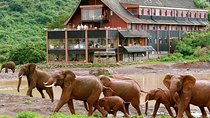 8 Days Best Of Kenya Big 5 Safari on 4x4 land Cruiser Jeep