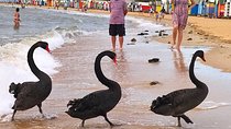 [PRIVATE TOUR] Melbourne City And Bayside Beach Tour
