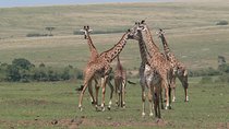 Nairobi layover