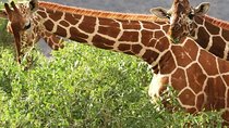 4 Days Ol Pejeta & Samburu National Reserve Safari 