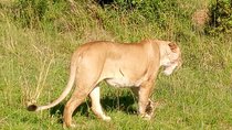 3 Days Budget Breathtaking Safari in Maasai Mara, Kenya