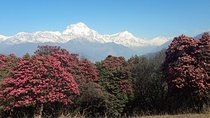 4-Day Private Poon Hill Trekking Tour 