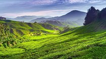 Cameron Highland Day Tour From Kuala Lumpur With Lunch Local food