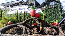 Cameron Highlands Day Trip From Kuala Lumpur