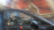 Middle Atlas day Trip from Fez