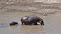 8 Days 7 nights Tanzania and Kenya Wildlife Safari