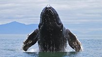 Whale Watching + Cayo Levantado from Punta or Cap Cana ( Private Tour )