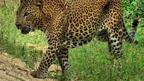 Yala National Park Safari with Naturalist