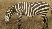 Lake Nakuru national park via Lake Naivasha