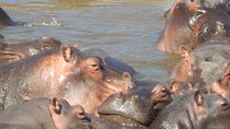 Lake Nakuru National park & Lake Naivasha Day tour from Nairobi
