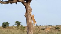 Adventurous 4 Days Maasai Mara - Lake Nakuru Safari