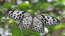 Sinharaja Rain Forest Tours (Full Day)