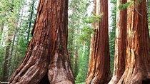 Sequoia Park Private Tour
