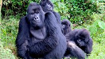 1 Day Gorilla trekking volcanoes national park 