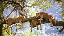 Elephant Special Serengeti & Ngorongoro Crater 5 Days / 4 Nights 