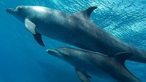 Hurghada Classic Family Red Sea Cruise