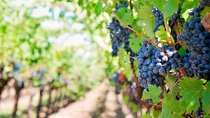 Tenerife Gastronomy Tour with Two Winery Visits and 4-Course Lunch