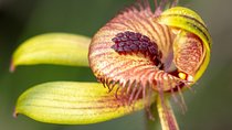 Orchids and Wildflowers Photographic Day tour from Perth