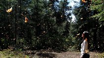 Monarch Butterfly Sanctuary Day Trip from Mexico City