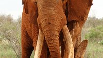 4 Days Safari Amboseli, Tsavo West and Tsavo East
