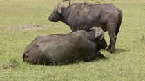 5 Days Kenya Adventurous Safari