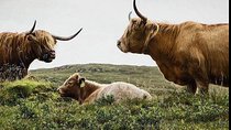 Highlands + Glencoe + Loch Ness Private Tour