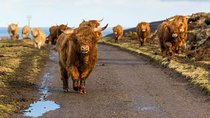 Highlands + Glencoe + Loch Ness Private Tour