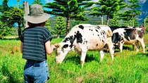 2d1n Kinabalu Park & Poring Canopy Walk & Desa Cow Farm Tour