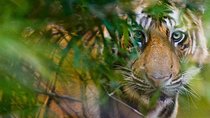 5 Days Golden Triangle Tour and Ranthambore Wildlife Safari 