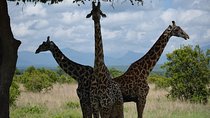 3 days safari to Mikumi and Udzungwa 