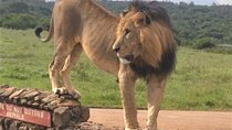 Nairobi National Park game drive. Free Airport pick / drop off.