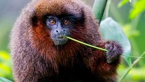 Manu Jungle Tour (4 Days)
