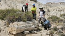El Calafate: Day Trip to the spectacular Petrified Forest La Leona