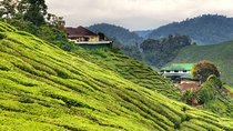 Cameron Highlands Fascinating Day Trip
